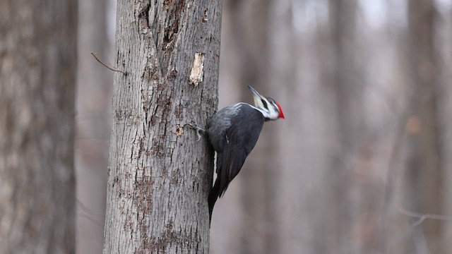 Pileated Woodpecker - ML611540221