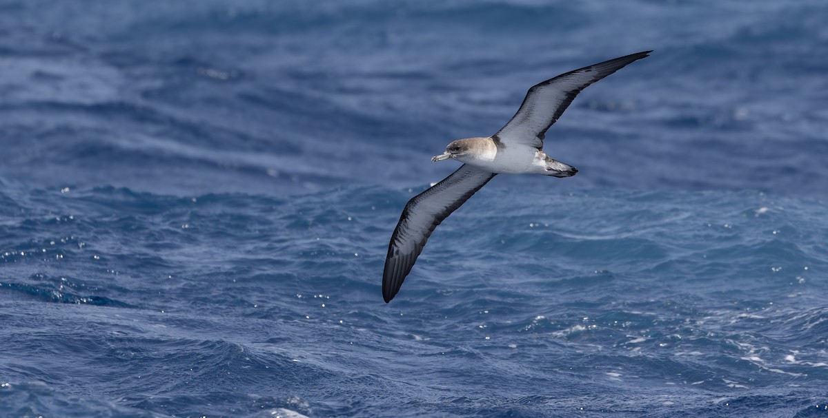 Cape Verde Shearwater - Friedemann Arndt