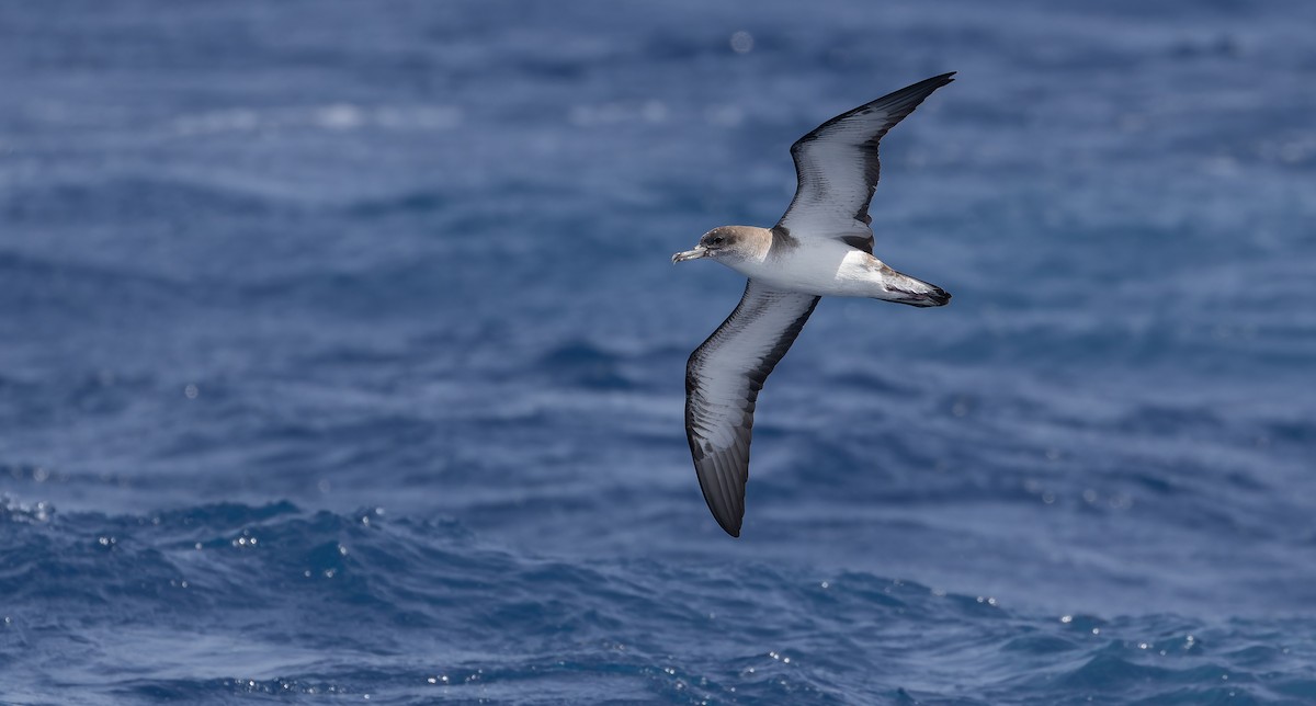 Cape Verde Shearwater - Friedemann Arndt