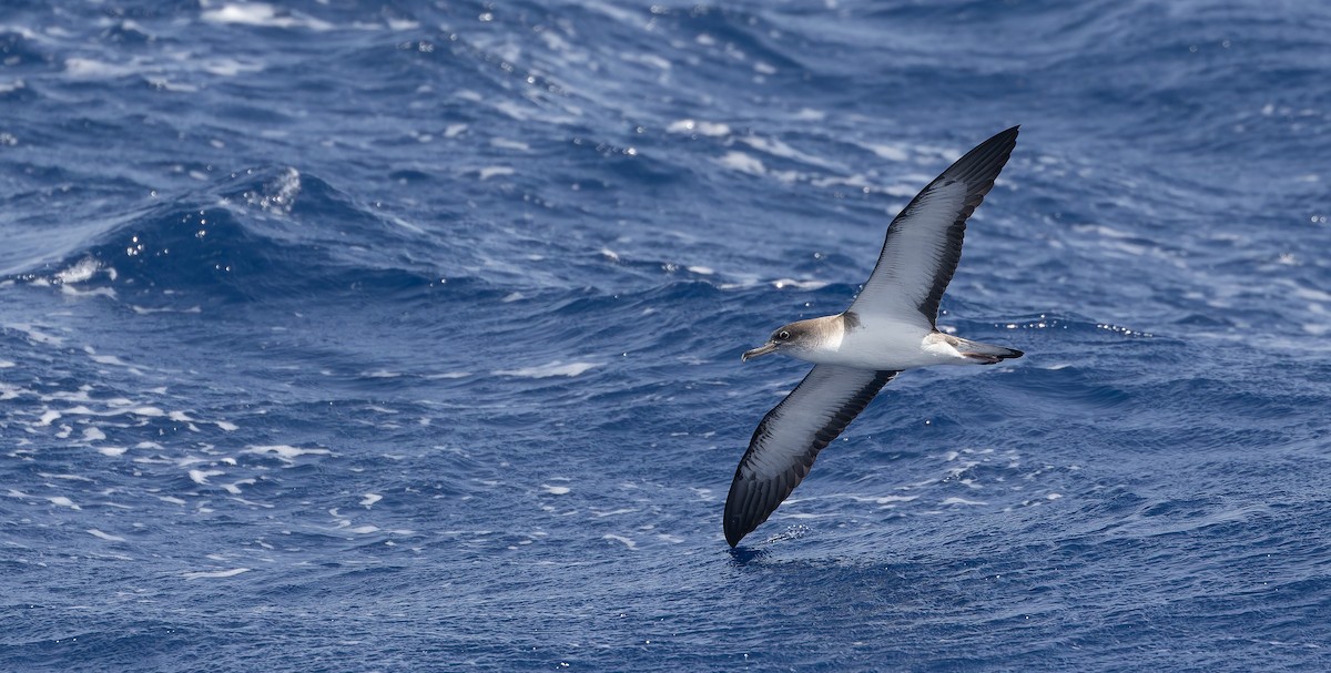 Cape Verde Shearwater - Friedemann Arndt