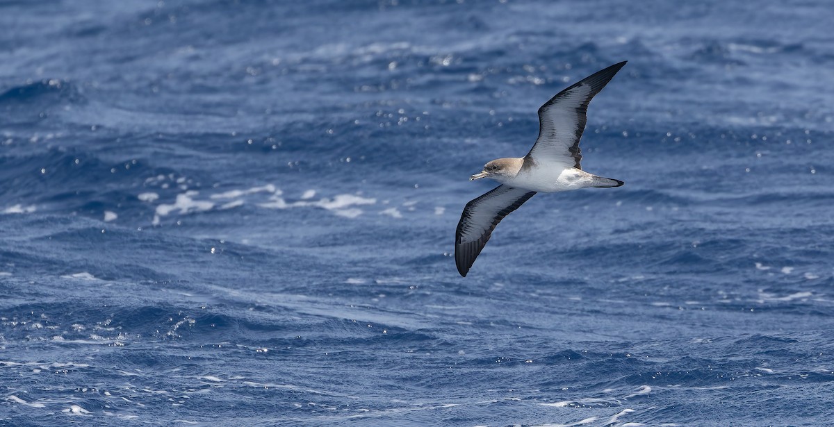 Cape Verde Shearwater - Friedemann Arndt