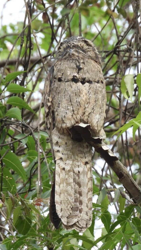 Common Potoo - Jensy Shell