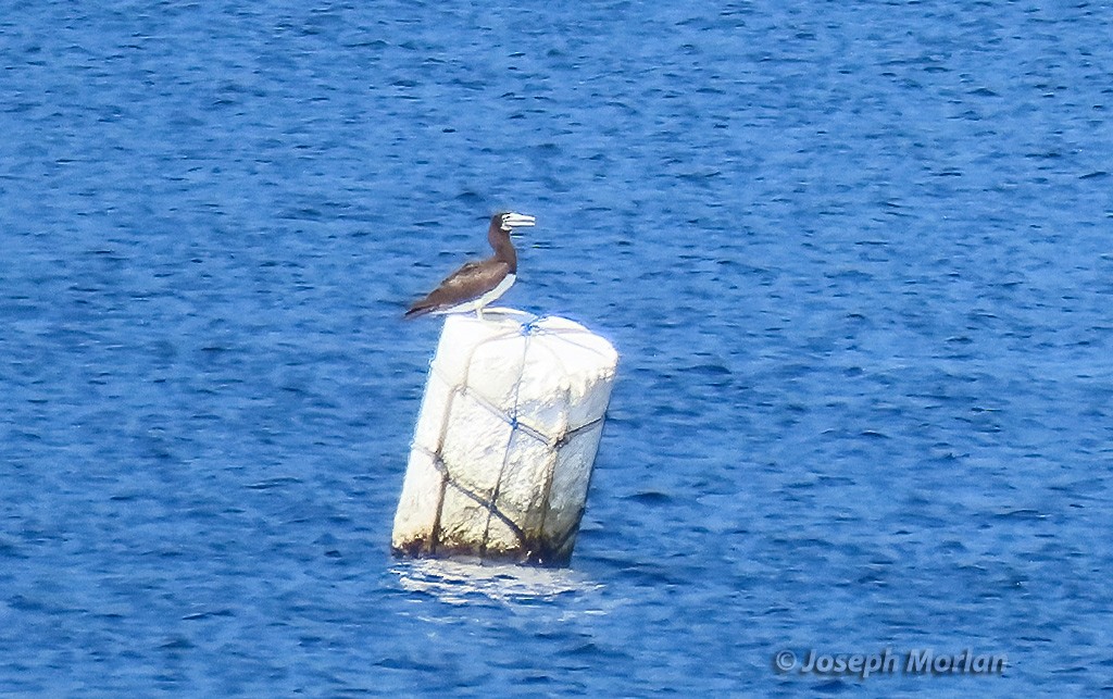 Brown Booby - ML611540346