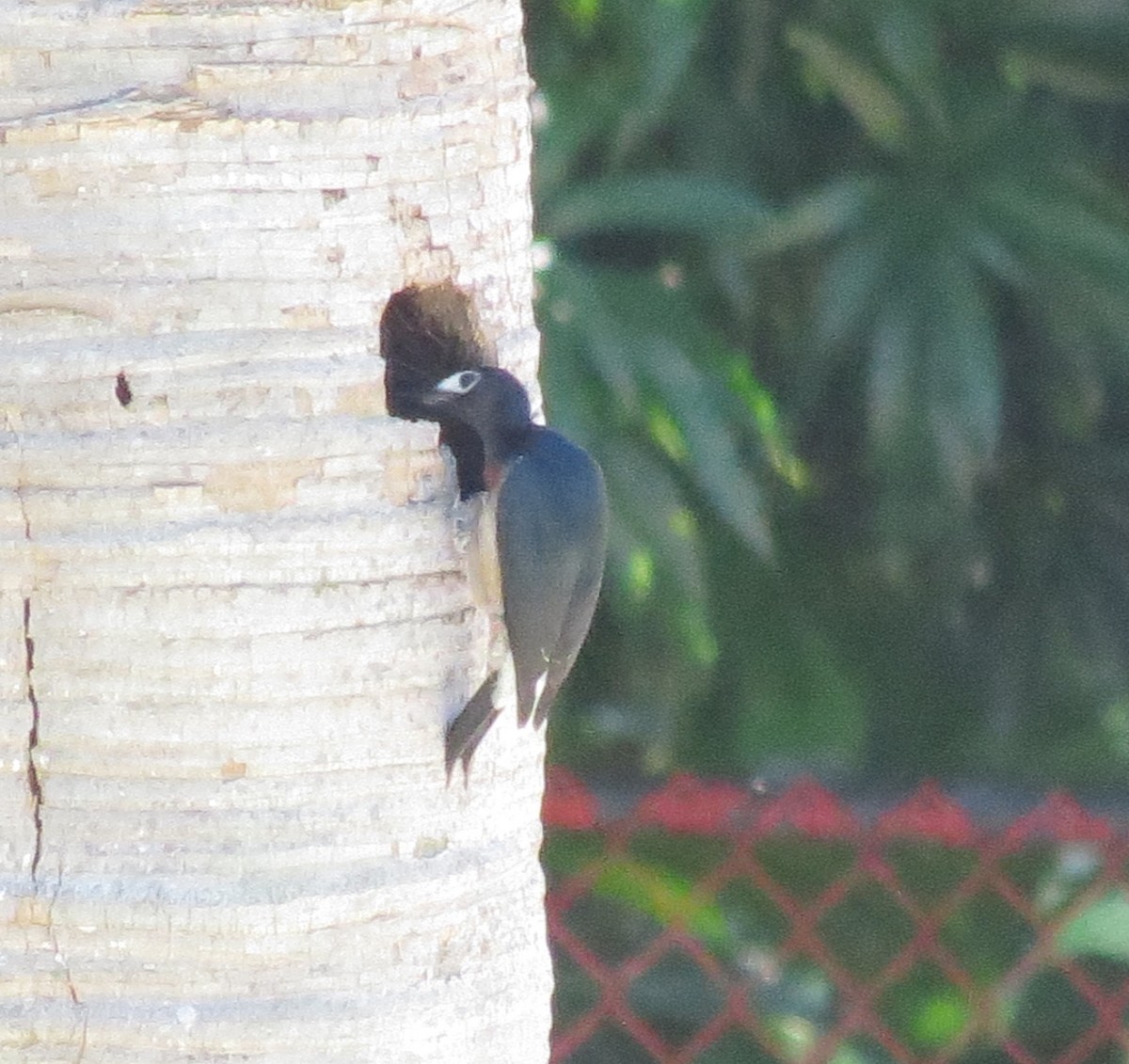Puerto Rican Woodpecker - ML611540399