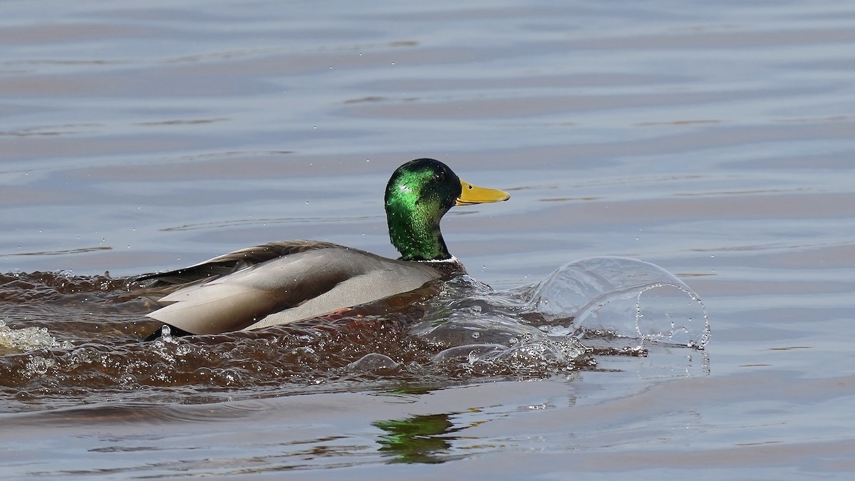 Mallard - Sunil Thirkannad