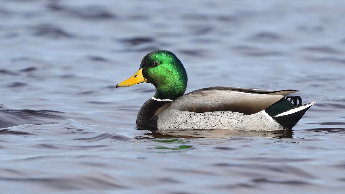 Mallard - Sunil Thirkannad