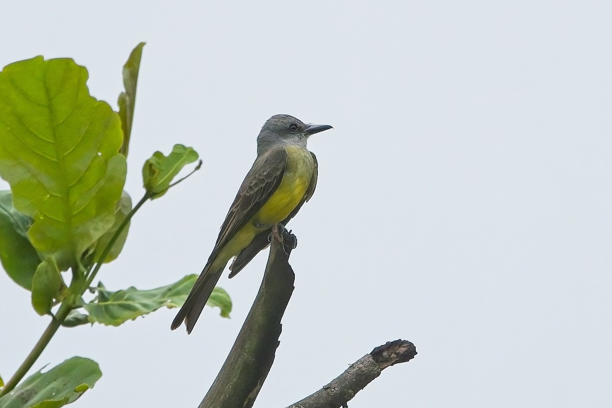 Tropical Kingbird - ML611540522