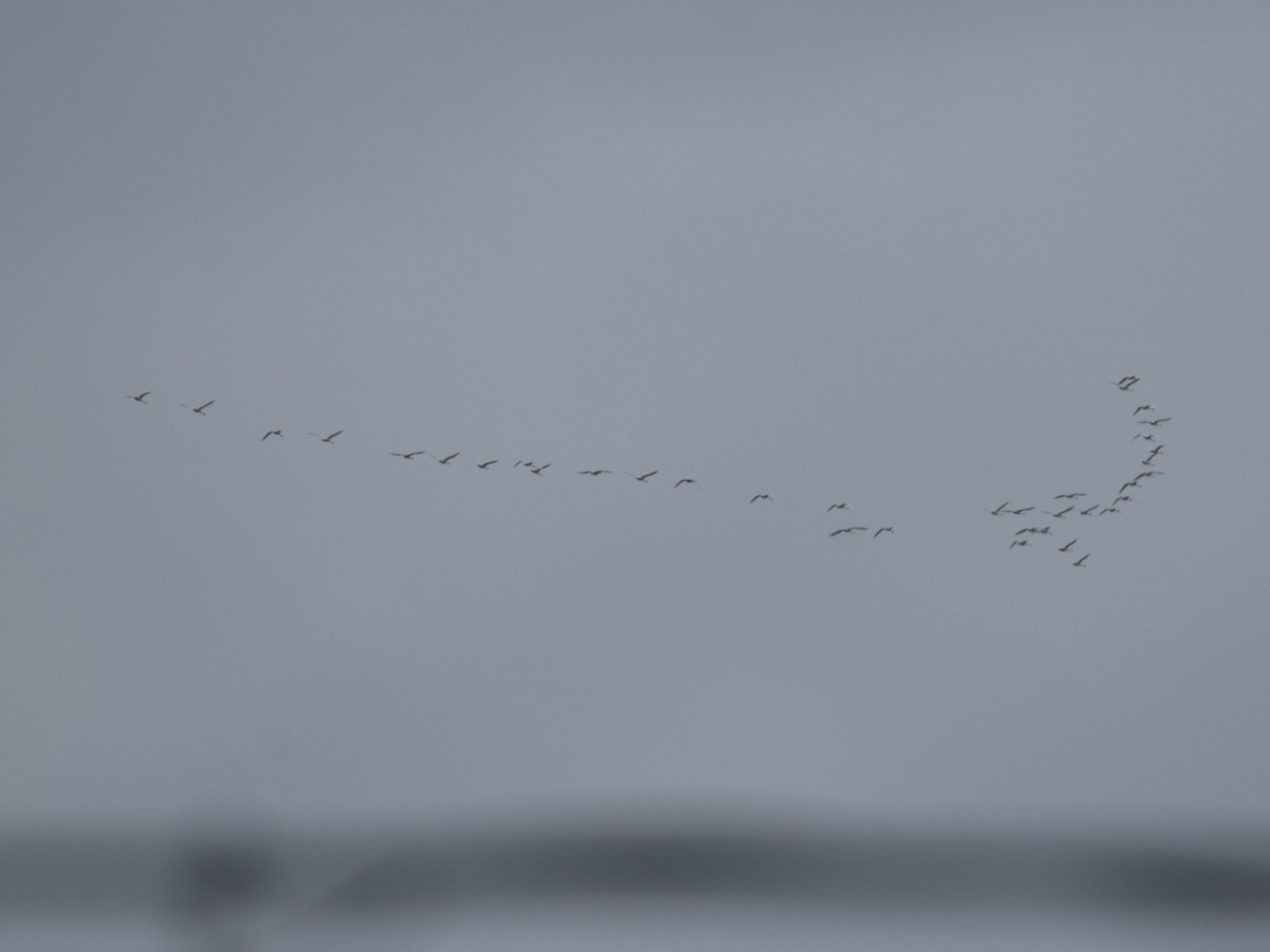 Tundra Swan - ML611540576