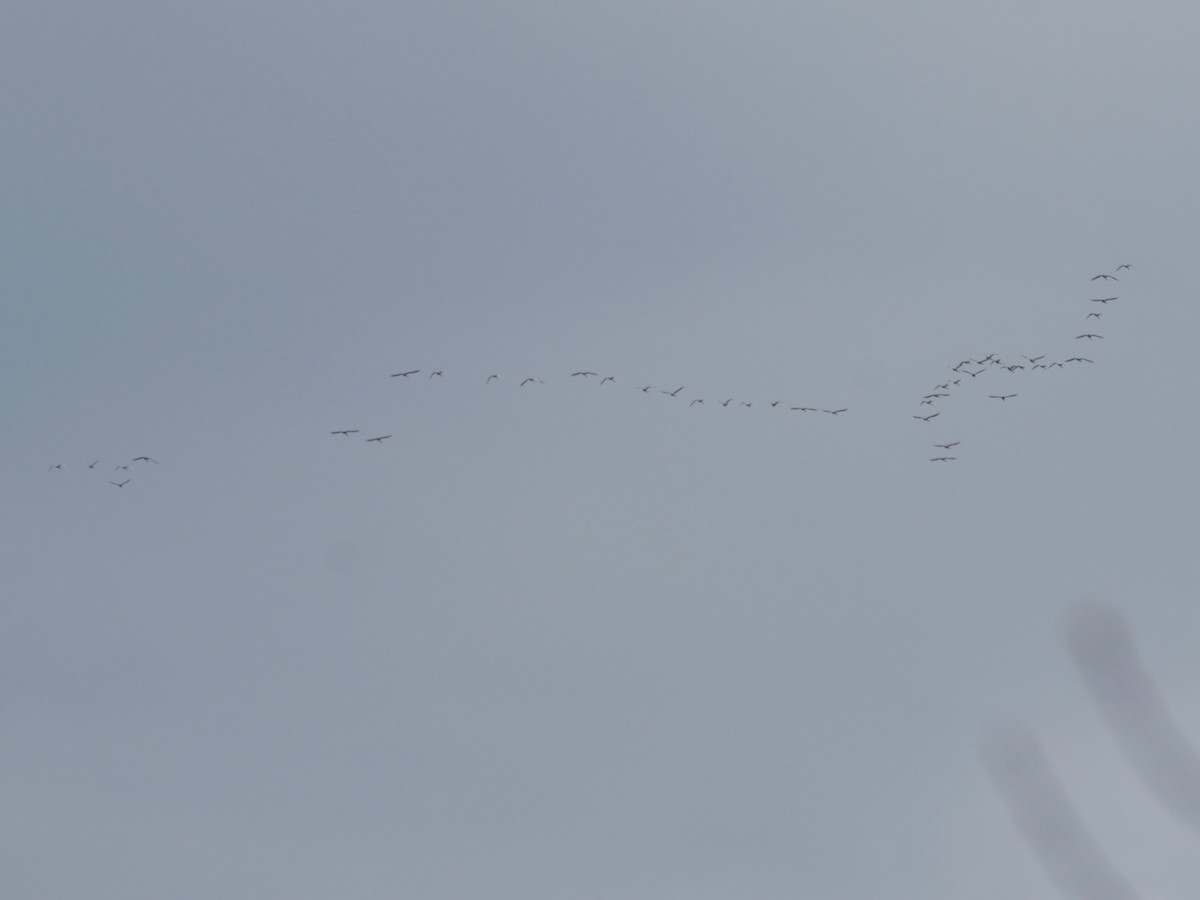 Tundra Swan - ML611540577