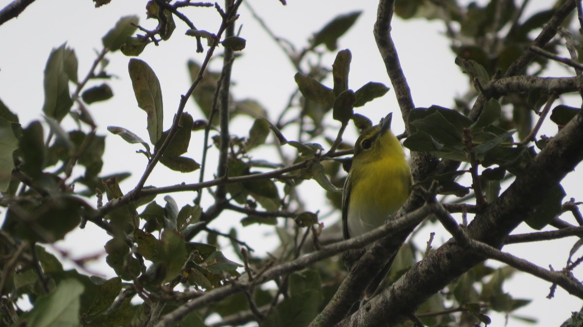 Yellow-throated Vireo - ML611540679