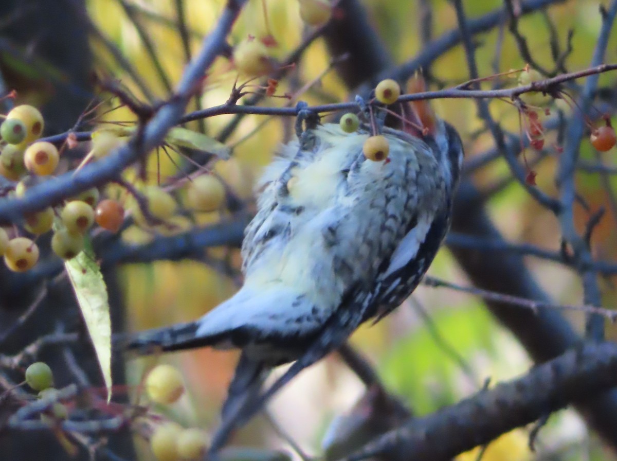 Yellow-bellied Sapsucker - ML611540702