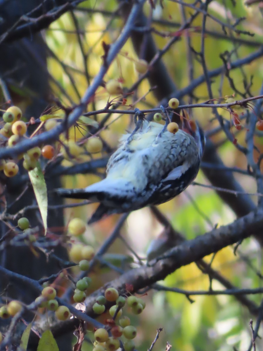 Yellow-bellied Sapsucker - ML611540719