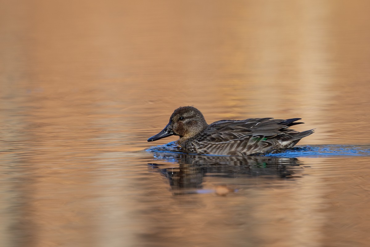 Green-winged Teal - R Brodell