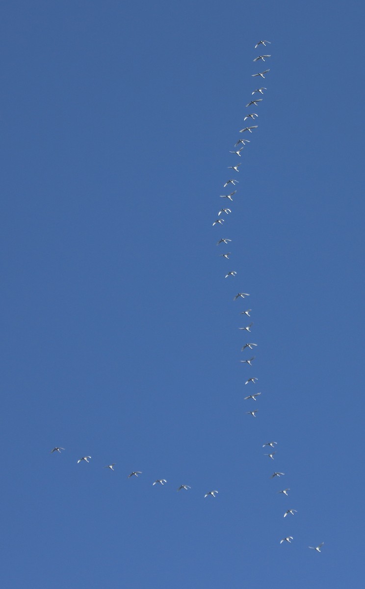 Tundra Swan - ML611540827