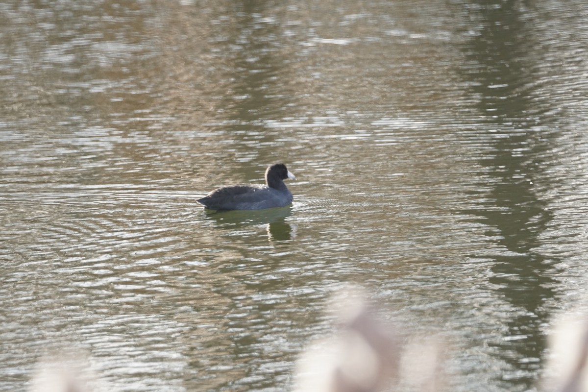 American Coot - ML611540833