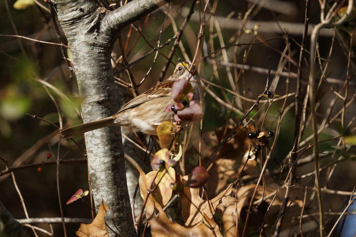 White-throated Sparrow - ML611540840