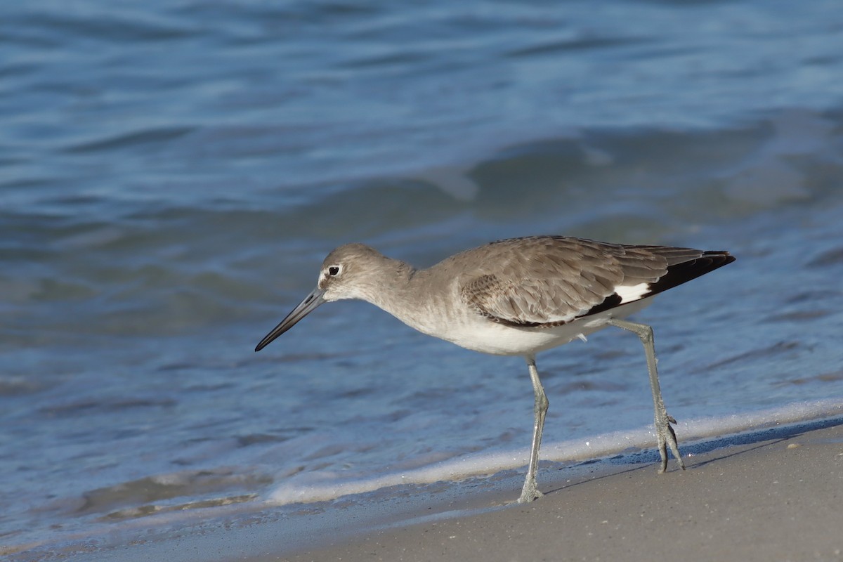 Chevalier semipalmé (inornata) - ML611540843