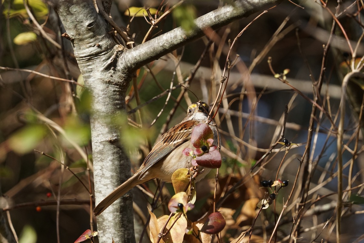 White-throated Sparrow - ML611540849