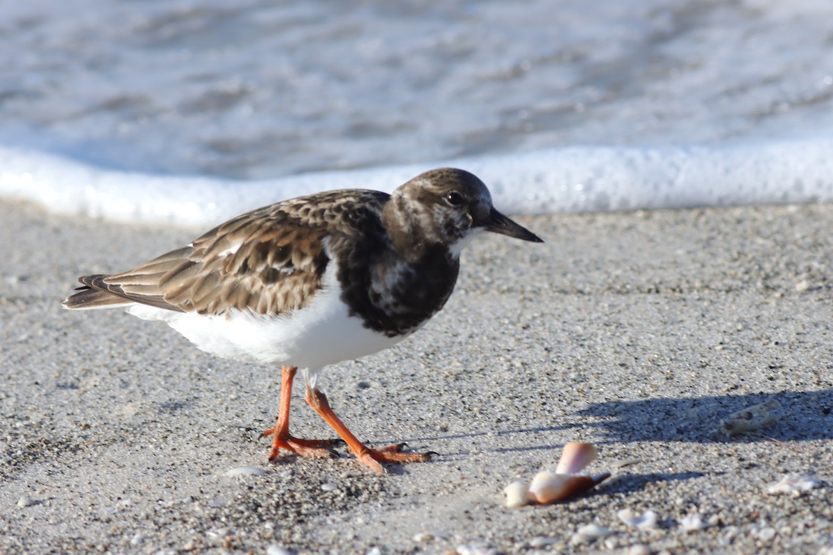 Ruddy Turnstone - ML611540854