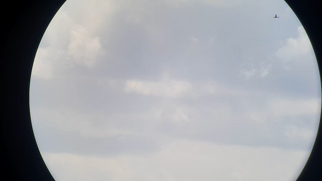 Хилэн гүеэт гахууна - ML611540877