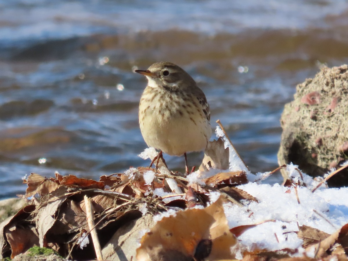 Pipit d'Amérique - ML611540897