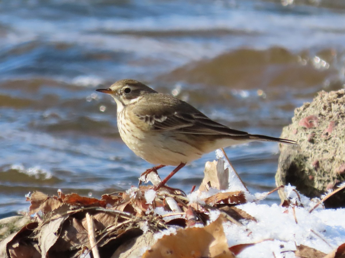 Pipit d'Amérique - ML611540898