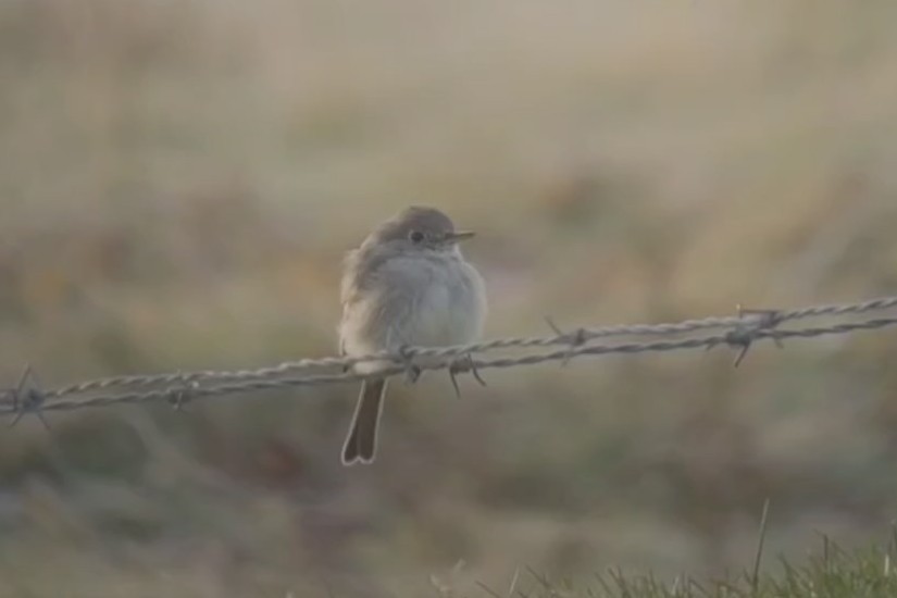 Gray Flycatcher - ML611540919