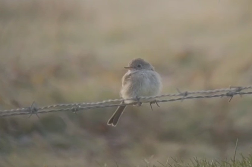 Gray Flycatcher - ML611540942