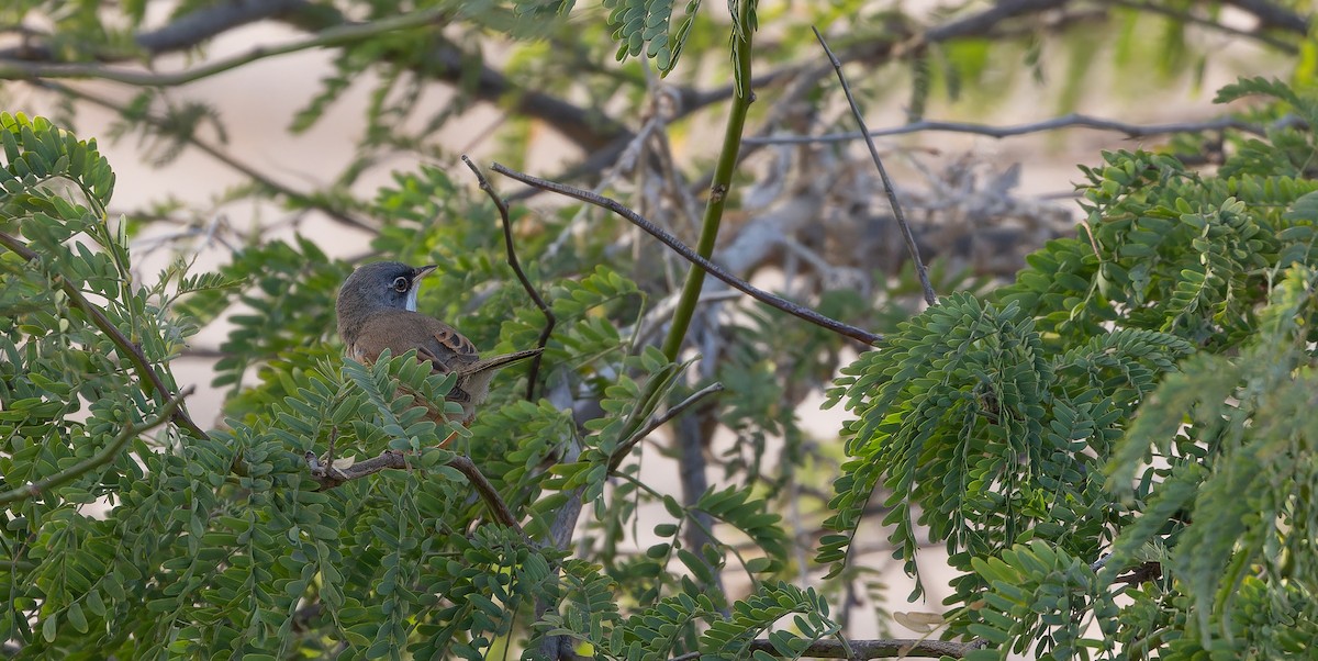 Spectacled Warbler - ML611541014
