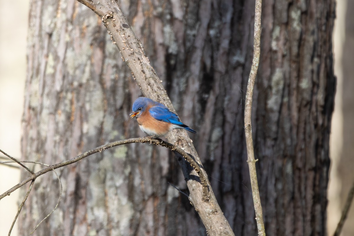 Eastern Bluebird - ML611541123