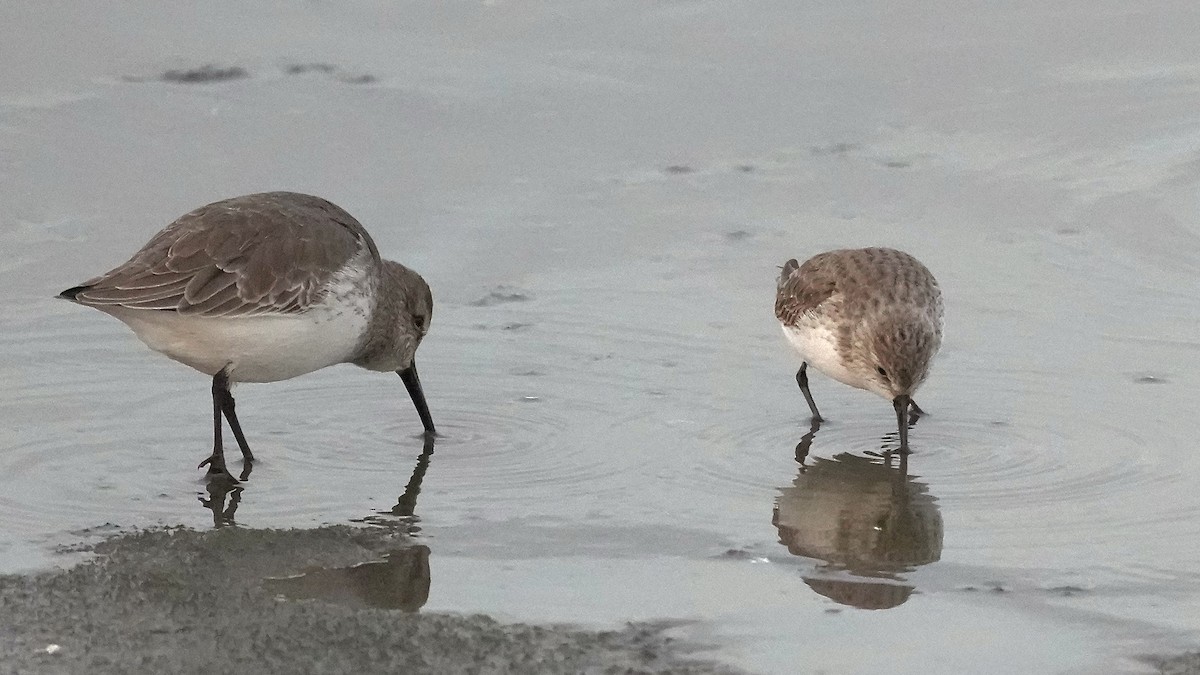 Western Sandpiper - ML611541242