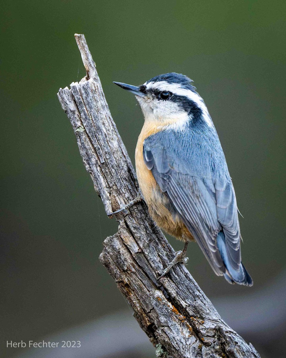 Red-breasted Nuthatch - ML611541377