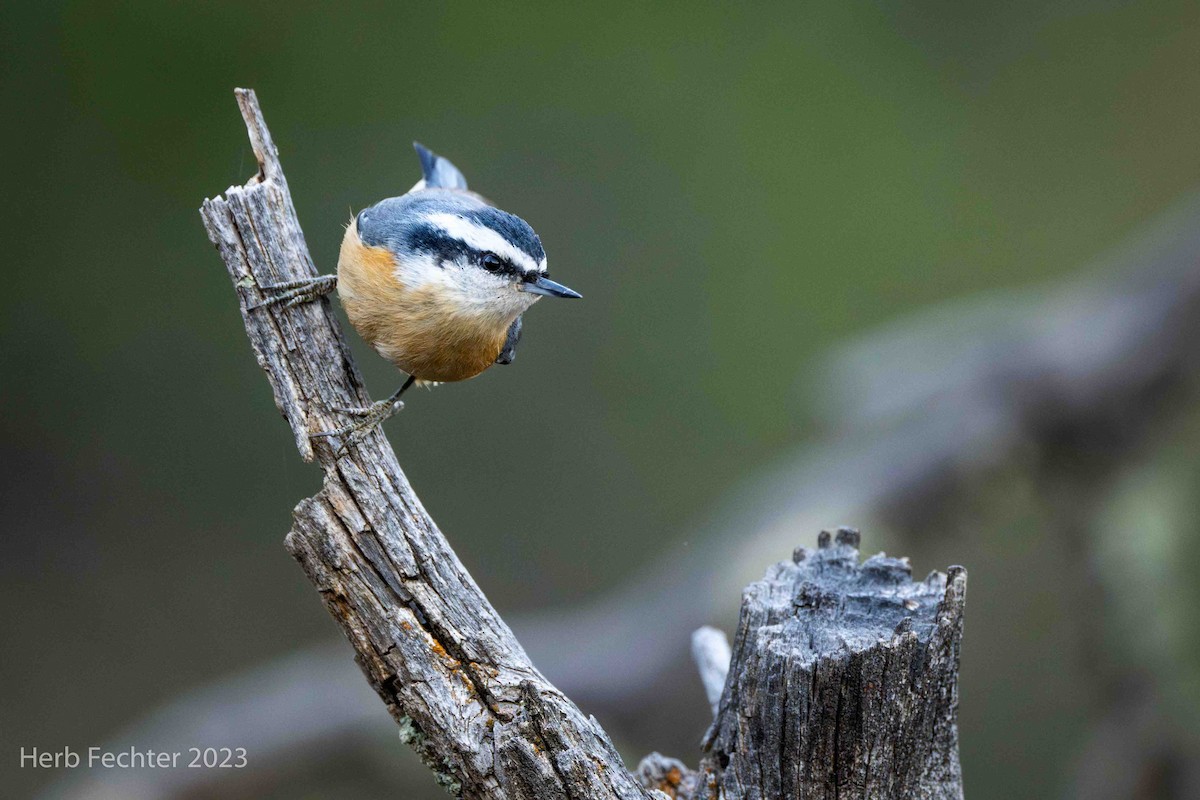 Red-breasted Nuthatch - ML611541378