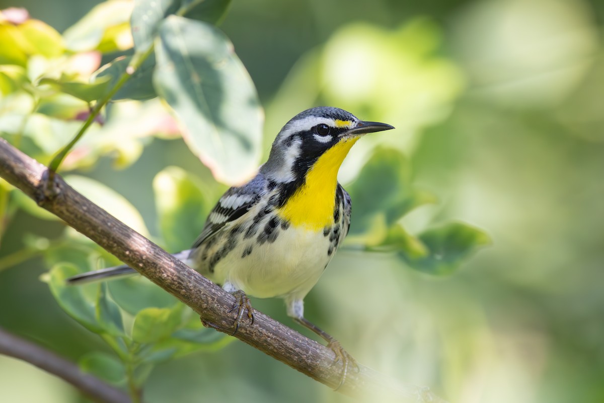 Yellow-throated Warbler (dominica/stoddardi) - Gene Koziara