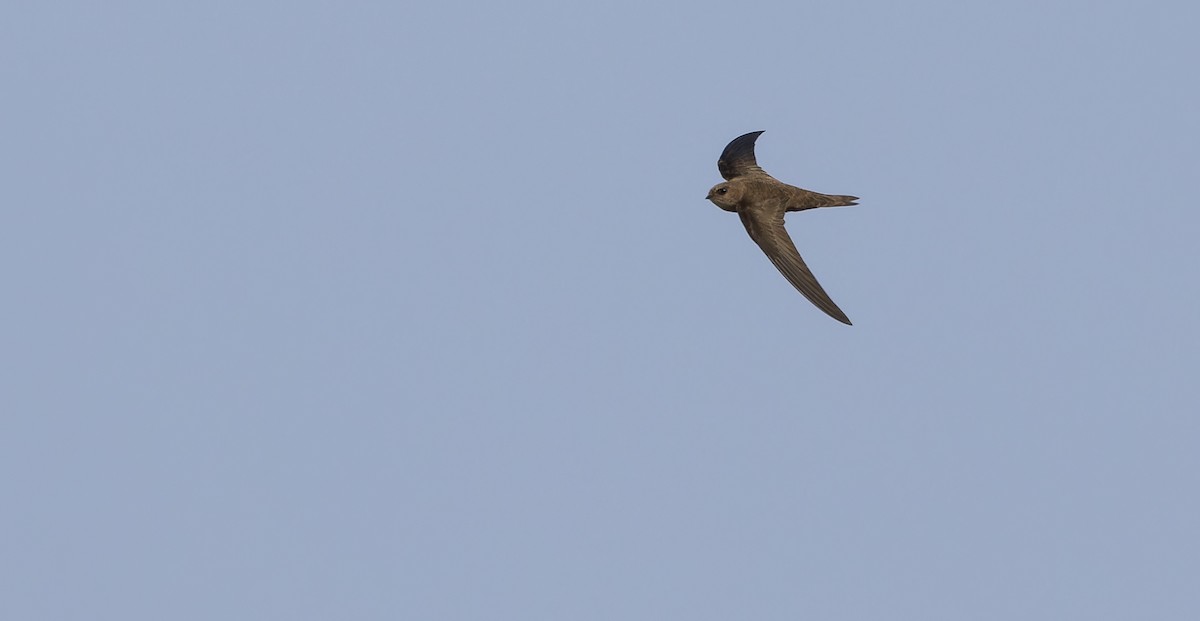 Cape Verde Swift - ML611541435