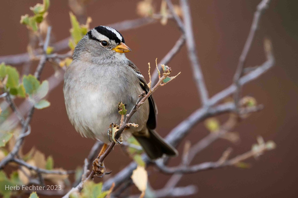 White-crowned Sparrow - Herbert Fechter