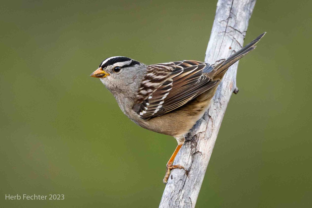 White-crowned Sparrow - Herbert Fechter