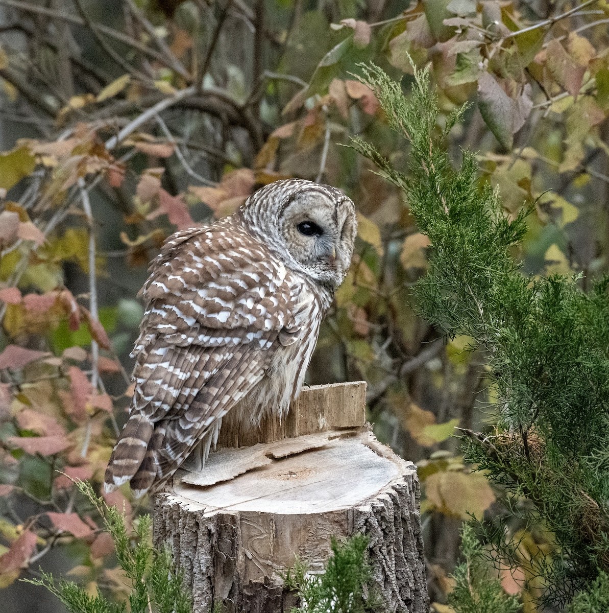 Barred Owl - ML611541602