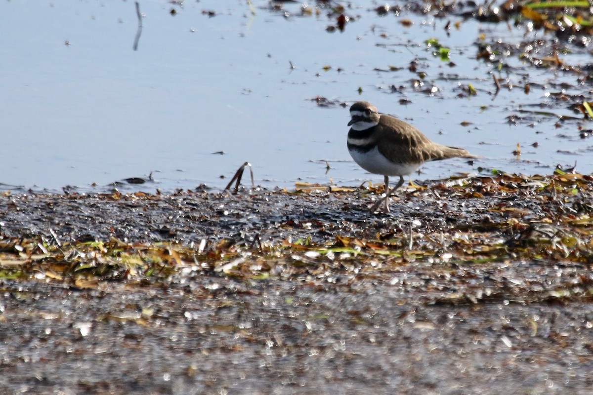 Killdeer - Rick Newton