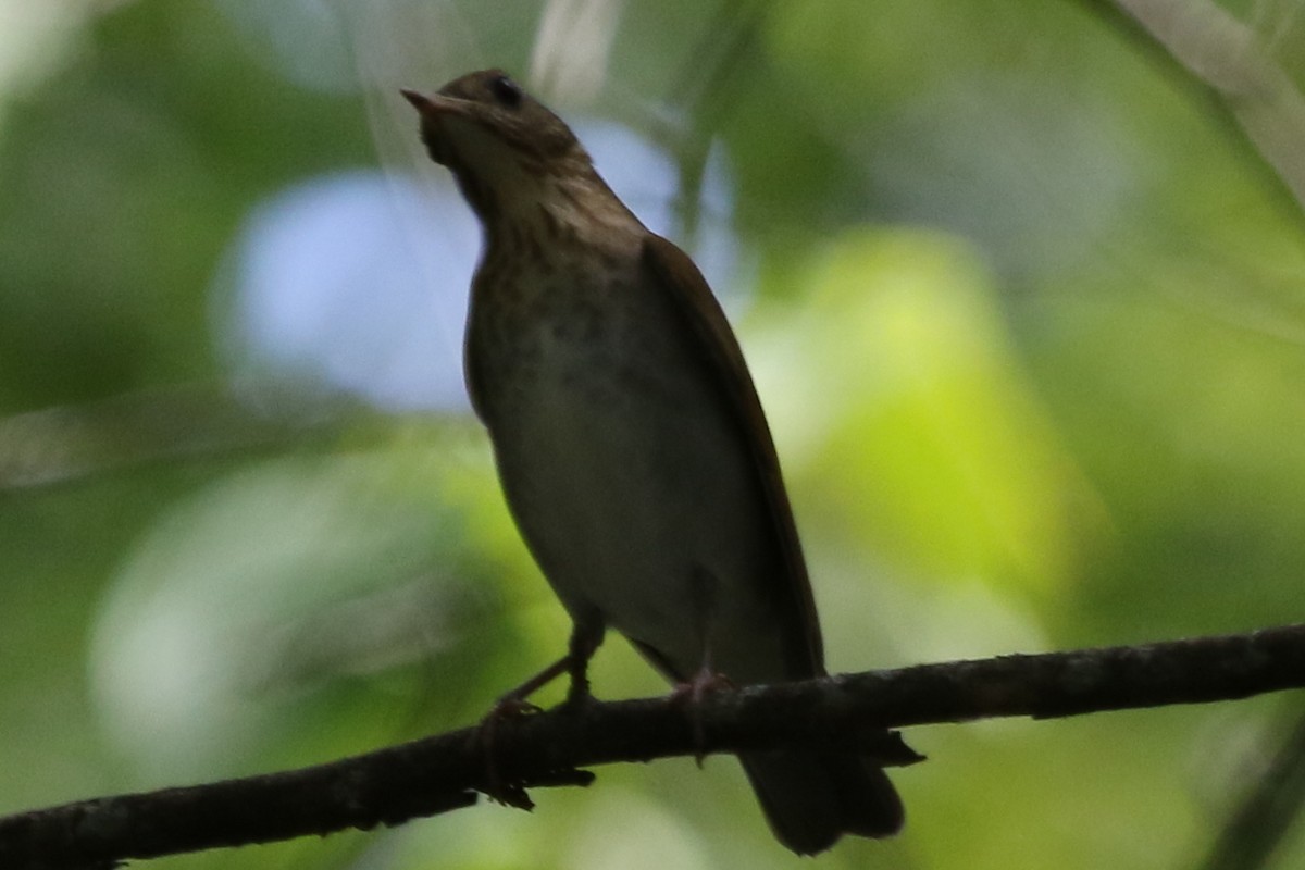 Veery - Jeffrey Blalock