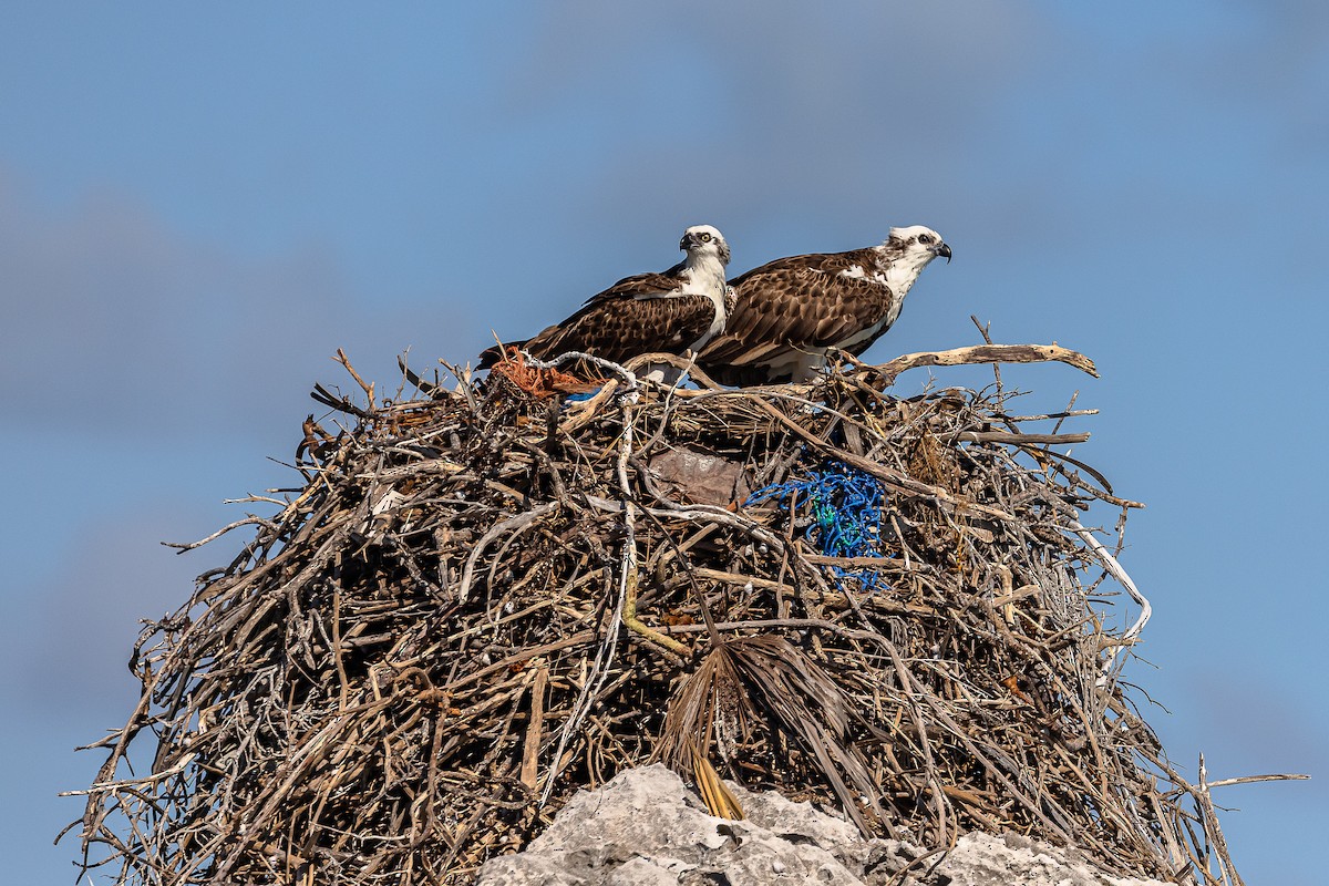 Osprey (ridgwayi) - ML611541683