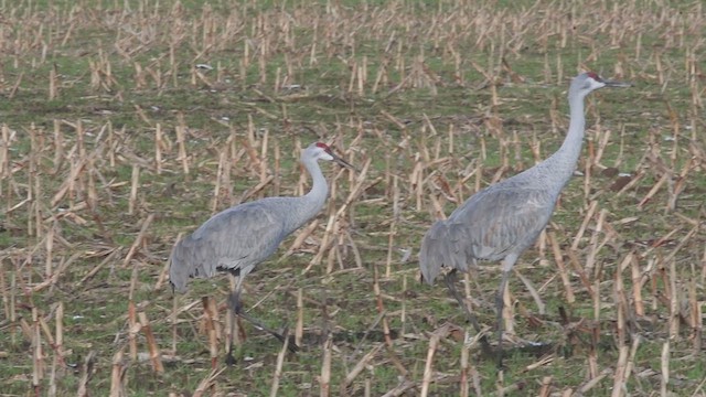 Sandhill Crane - ML611541716