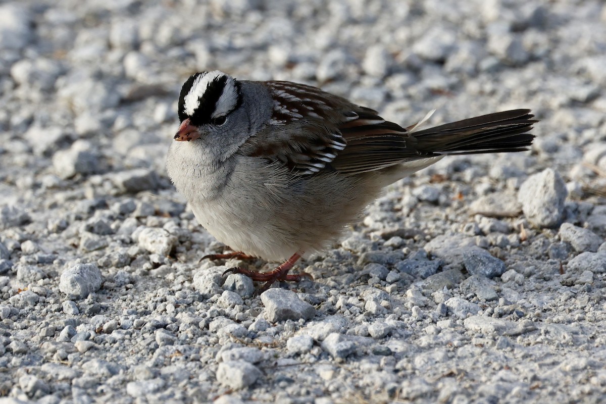 White-crowned Sparrow - Frances Jamieson