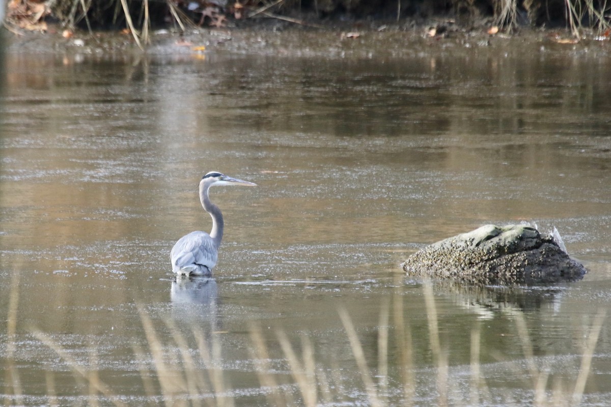 Great Blue Heron - Rick Newton