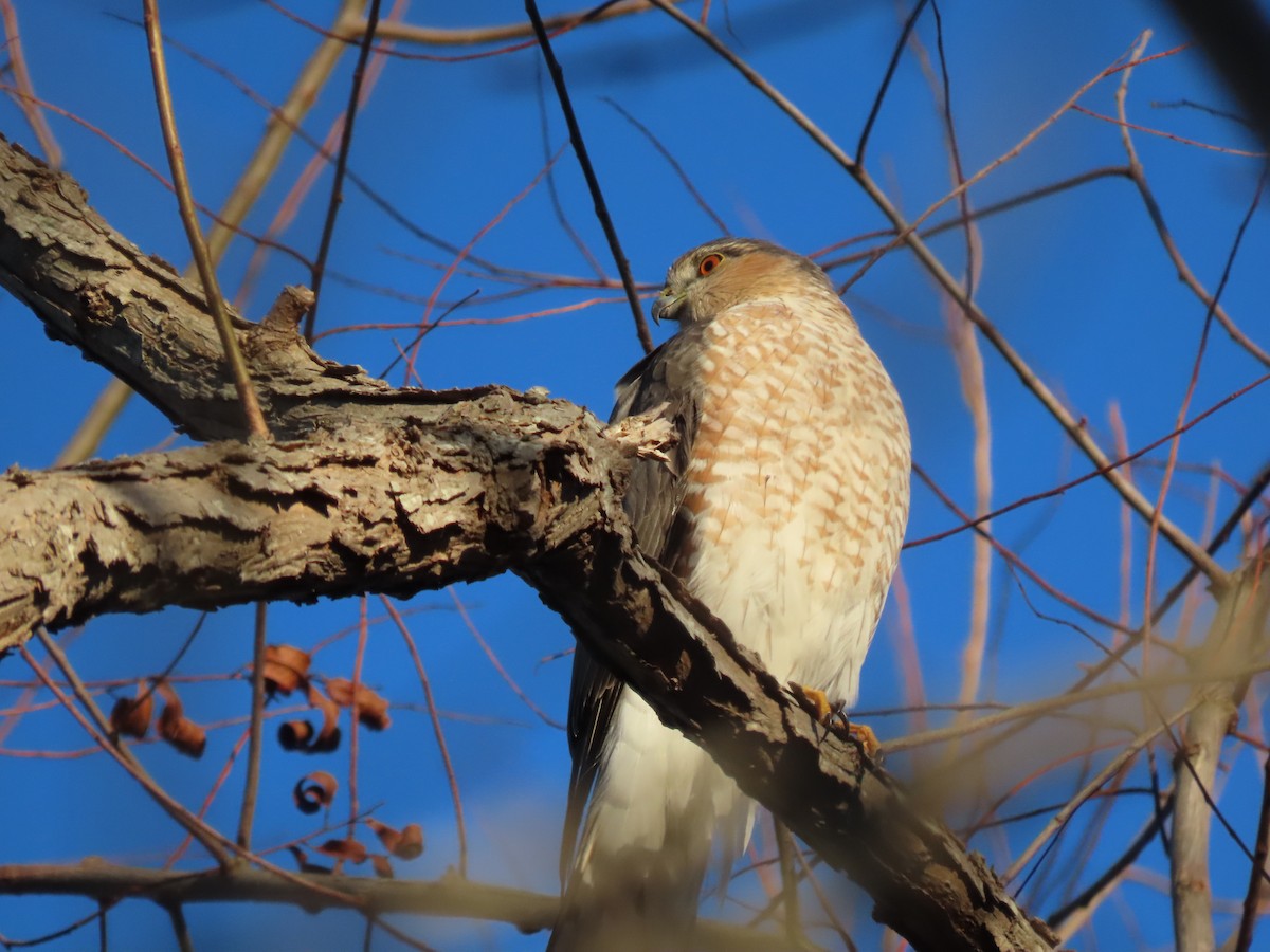 Sharp-shinned Hawk - ML611541798