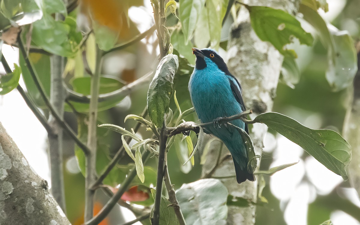 Turquoise Dacnis - ML611541878