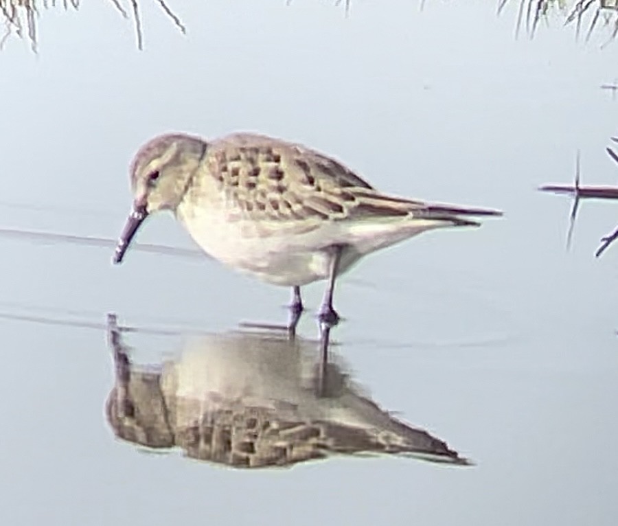 White-rumped Sandpiper - ML611541947