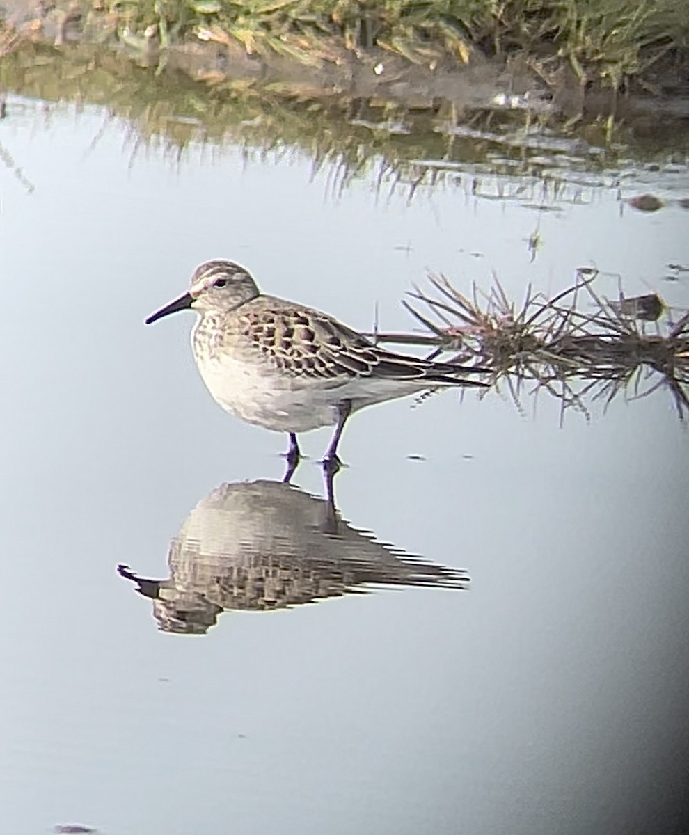 White-rumped Sandpiper - ML611541948