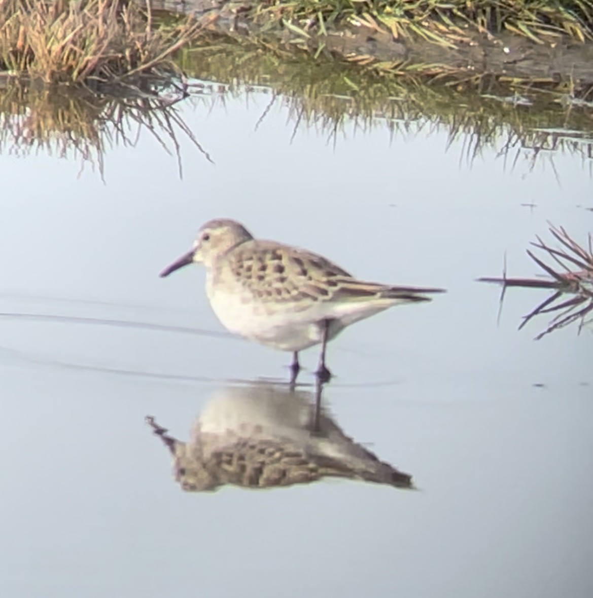 White-rumped Sandpiper - ML611541949