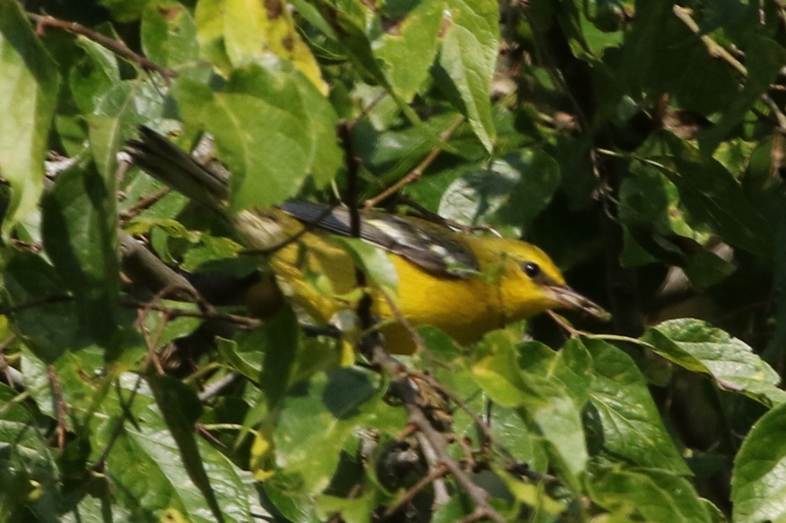 Blue-winged Warbler - Jeffrey Blalock